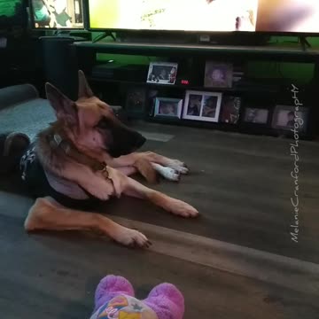 Dog Reacts to Howling Dog on TV