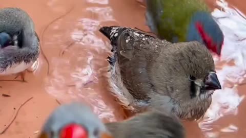 birds bathing - finches and softbills