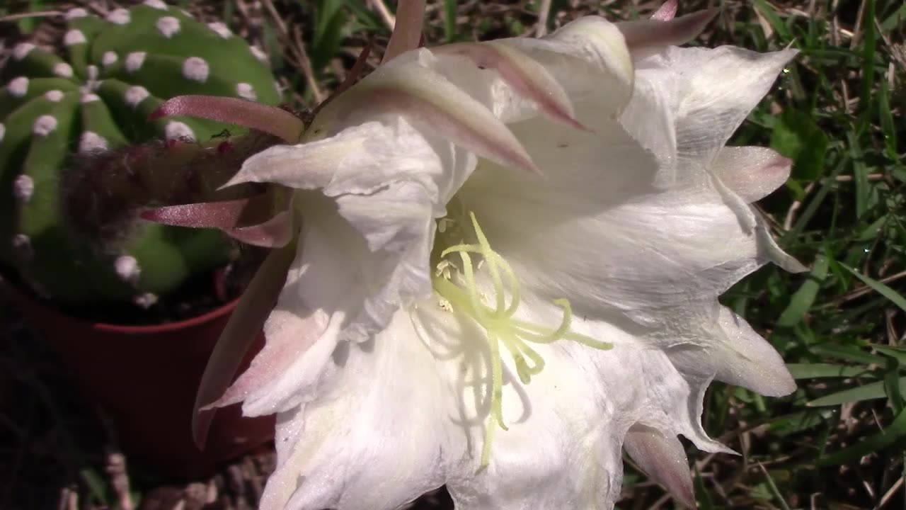 Some Cactus Flowers in Bloom