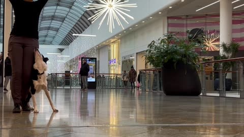 Shopping Mall Dance Dog Training