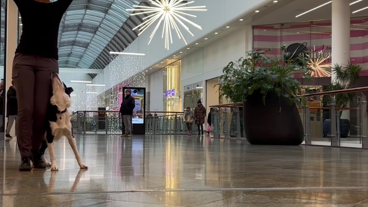 Shopping Mall Dance Dog Training