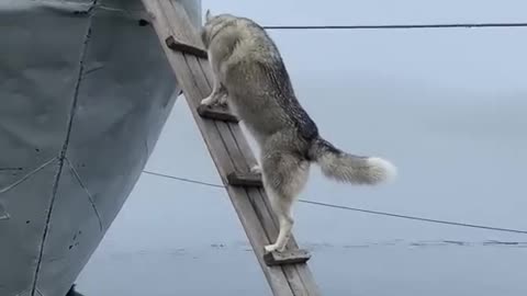 200 IQ Husky Climbs Ladder To Board Boat