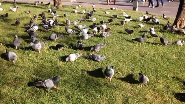 Meditation Nature Music Entertainment Farid Music Channel