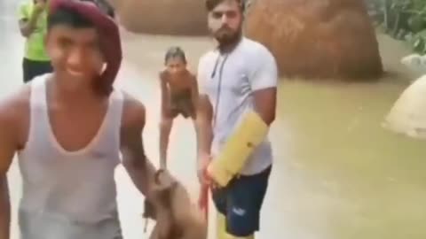 Funny animals🐵🐔🐶🐷 videos and trending🔥🔥🔥🔥 videos enjoy your #6#days