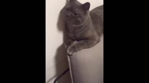 Awesome SO Cute Cat ! Cute and Funny Cat Videos to Keep You Smiling! 🐱