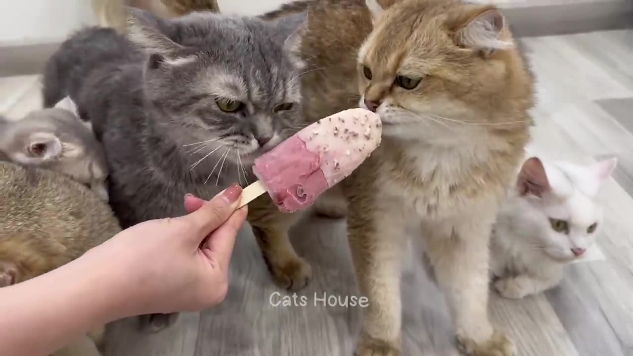 Funniest Animals 2023 ππ Best Cats and Dogs Videos πΆπΈ