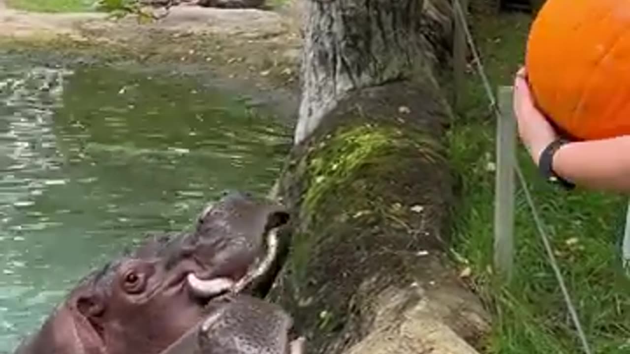 Hungry Hippo want to eat pumpkin