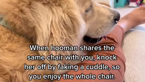 When hooman shares the same chair with you,