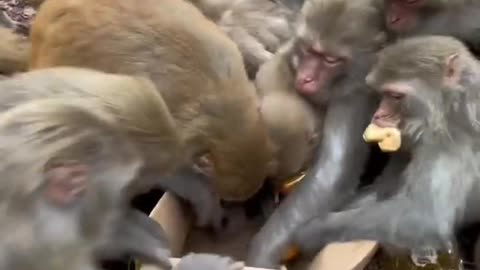 Funny monkeys stunts