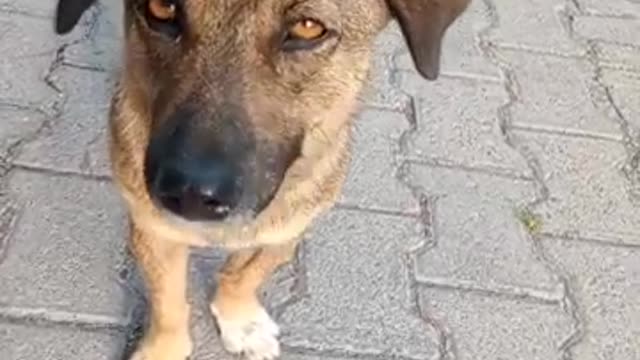 _shorts ☄️🙀😠Abandoned and SAD 😡😳 CUTE DOG 🐕 💞☄️
