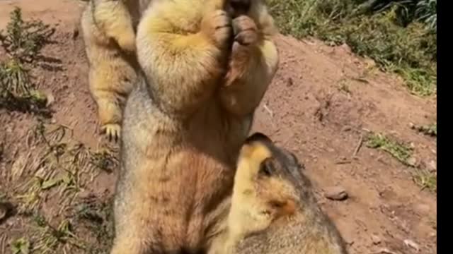 Throw three woodchucks a cookie!