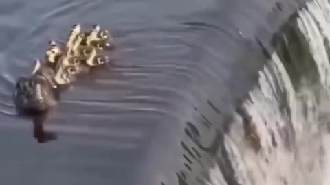 This Mother duck is a good example of love