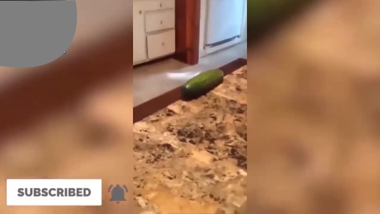 cat cucumber