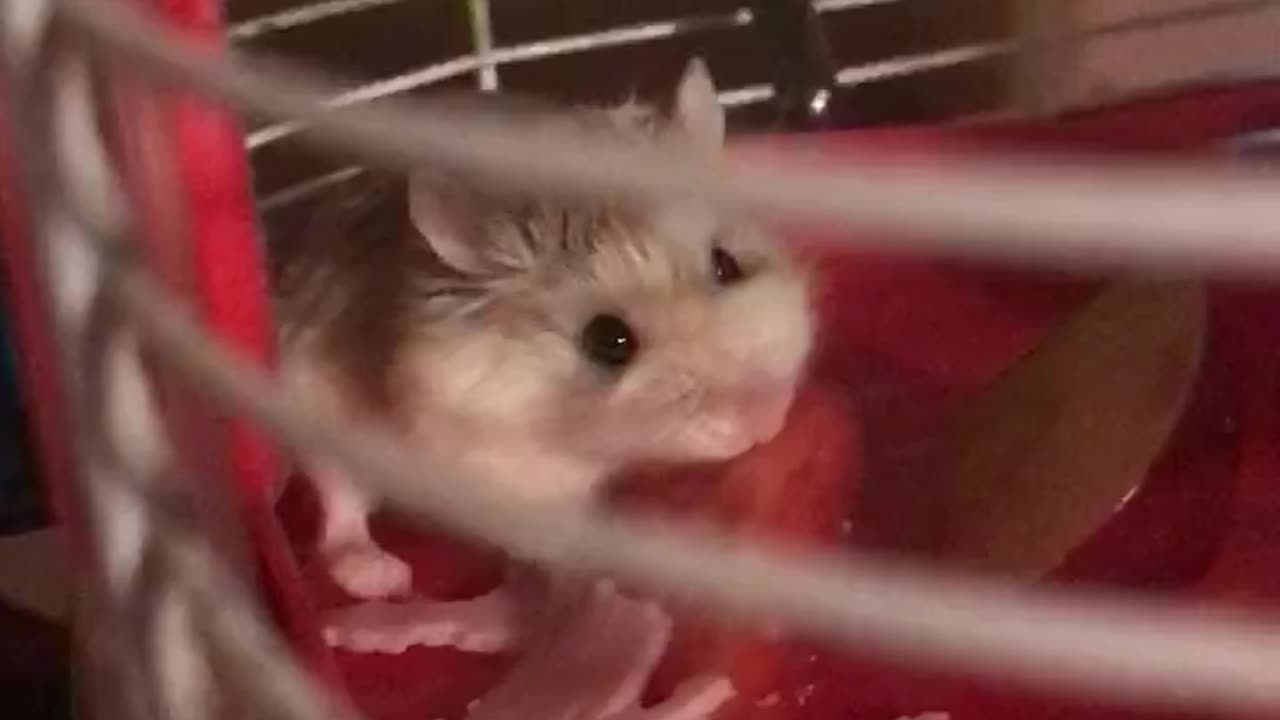 Hamster Alvin “Rambo”🐹