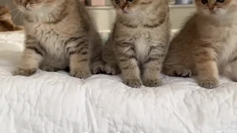 Wednesday kitten’s dance! Wait for it!