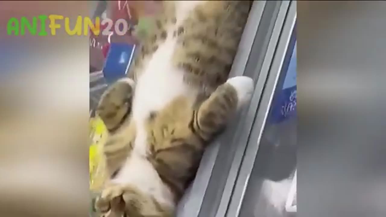 Cat loves sleep 😴 🛌