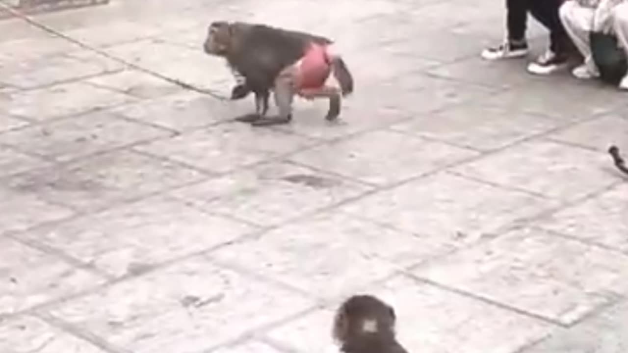 Viral funny monkey video trailer