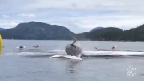 Incredible video show humpback whale breaching near kayakers