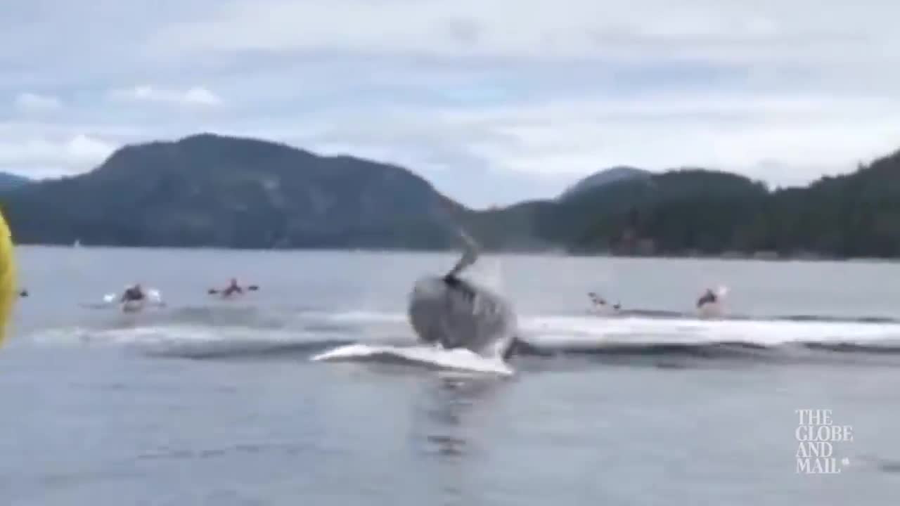 Incredible video show humpback whale breaching near kayakers