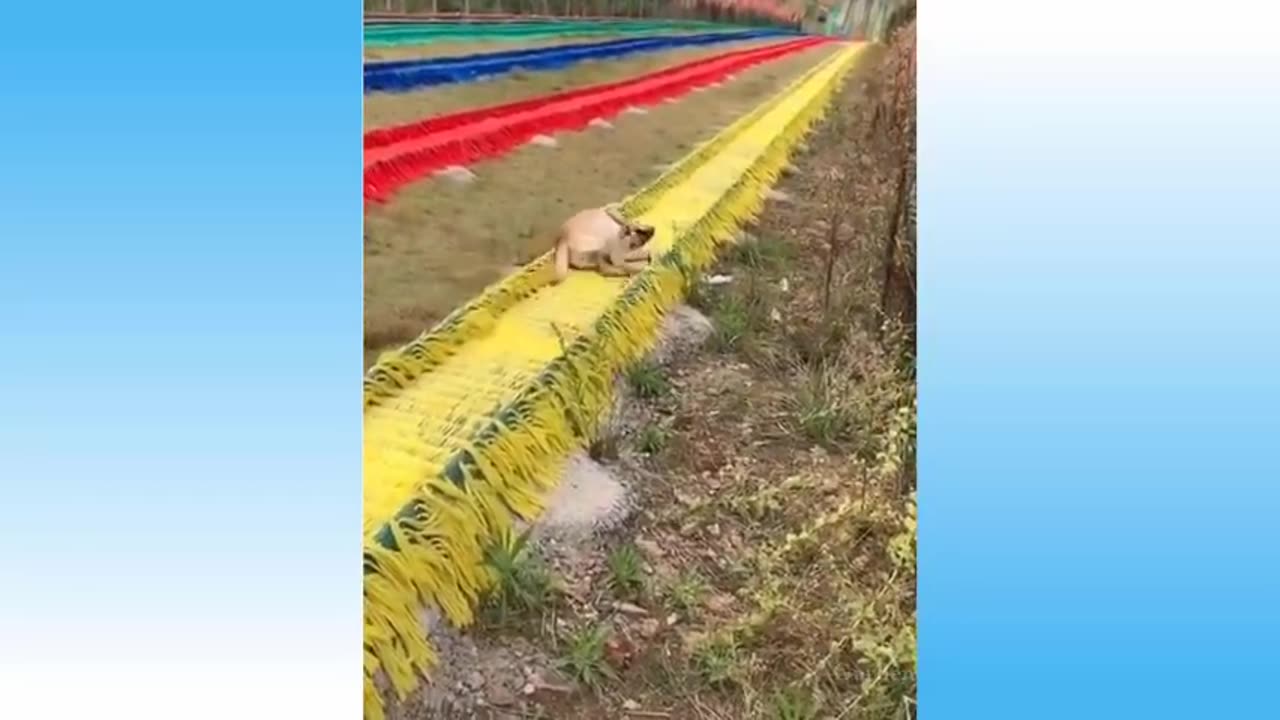 Dog fun