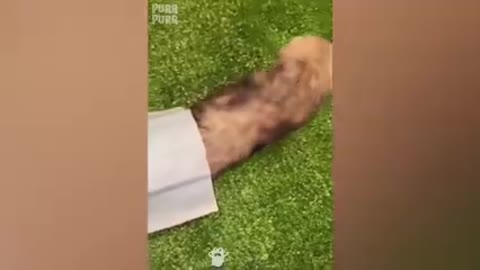 Cut cats