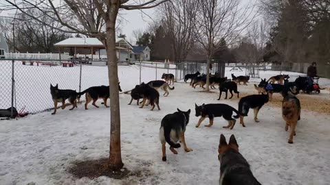 100 GERMAN SHEPHERDS PLAYING TOGETHER.