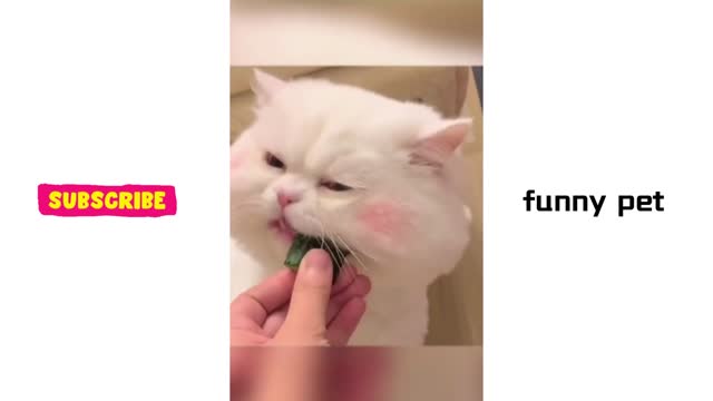 funny dog cat pet eating time Cute pets Compilation