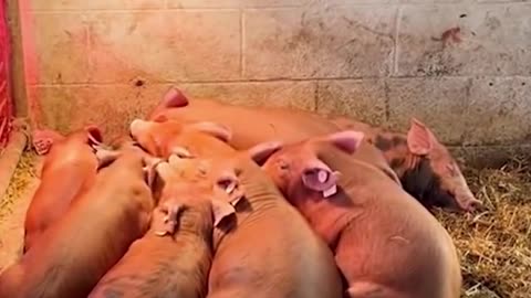 The life of animals