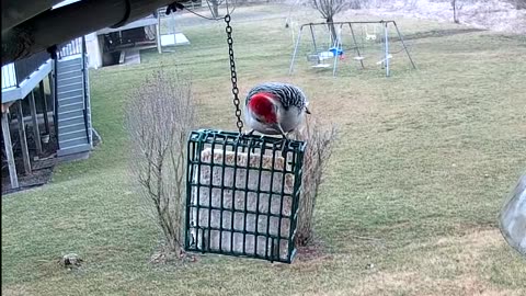 Red-bellied Woodpecker Male