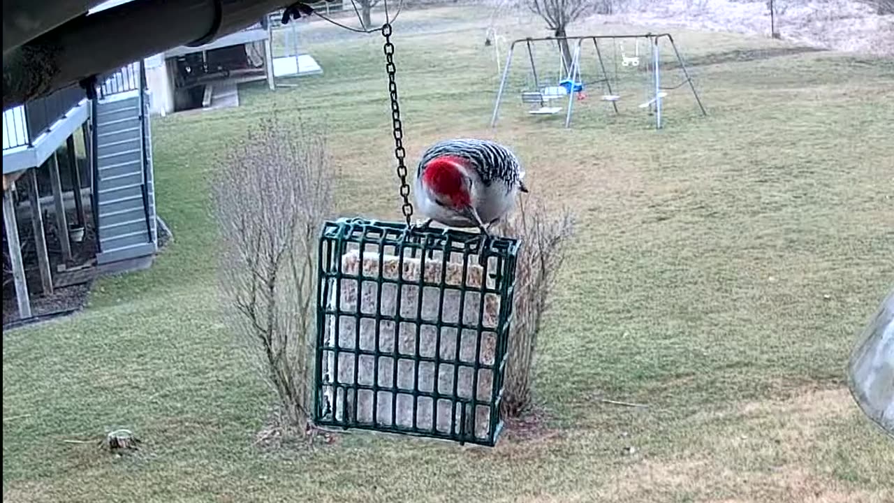 Red-bellied Woodpecker Male