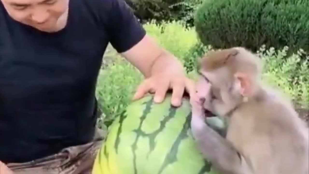 A man and a monkey share a watermelon together