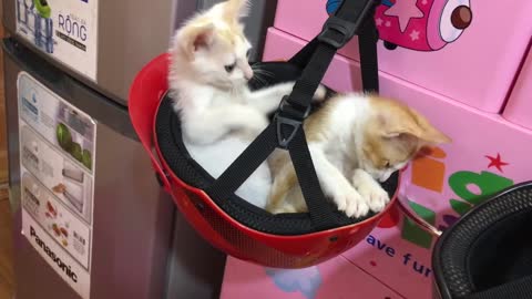 HELMET CAT Cute kitten plays with a safety helmet