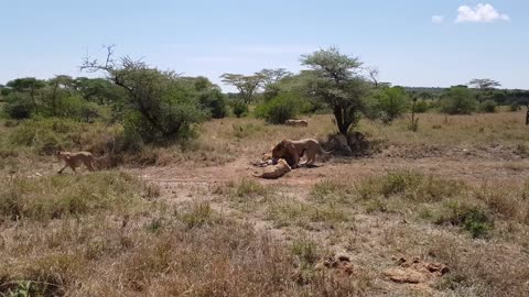 Serengeti : Pride Of Lions Hunting And Killing Zebras