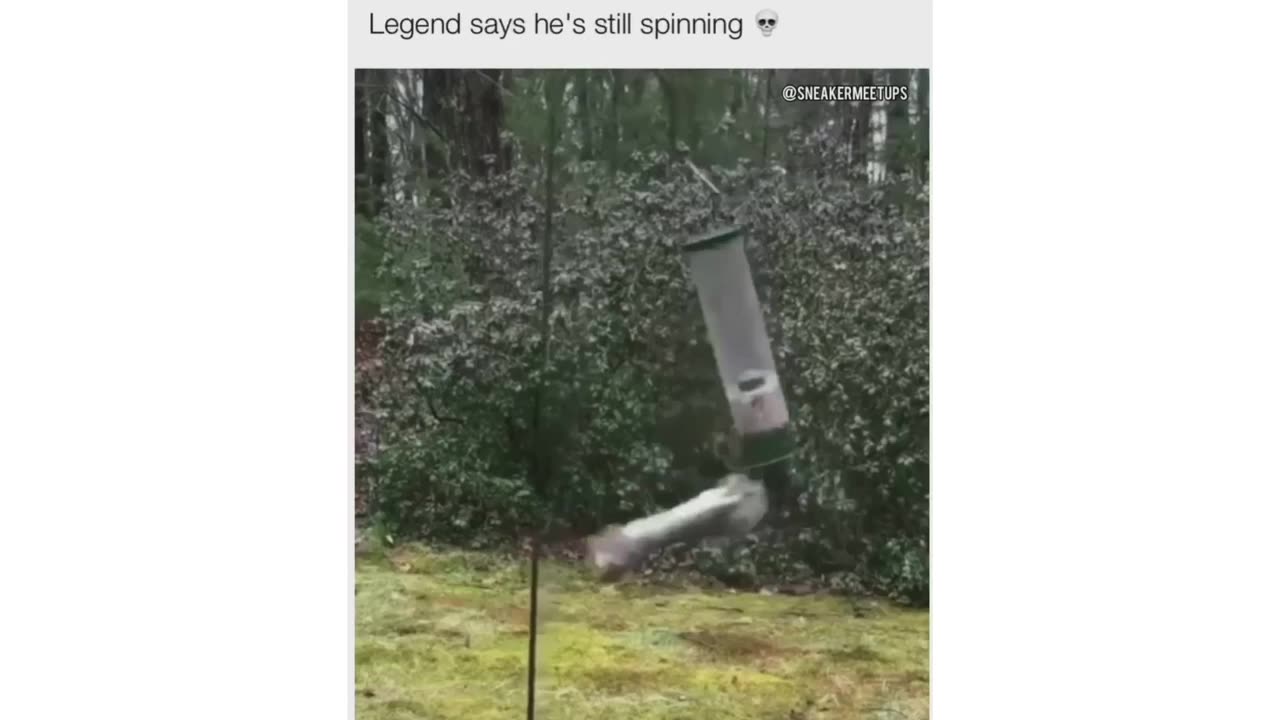 Squirrel Creates Its Own Rollercoaster!