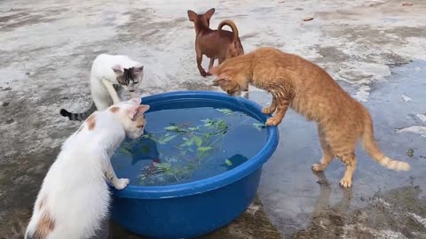 Cute Kittens - Funny and Cute Cat Videos Compilation