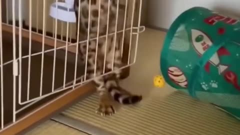 Funny cat vs dogs moments