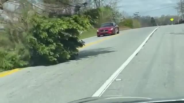 Fallen Tree Can't Stop This Car