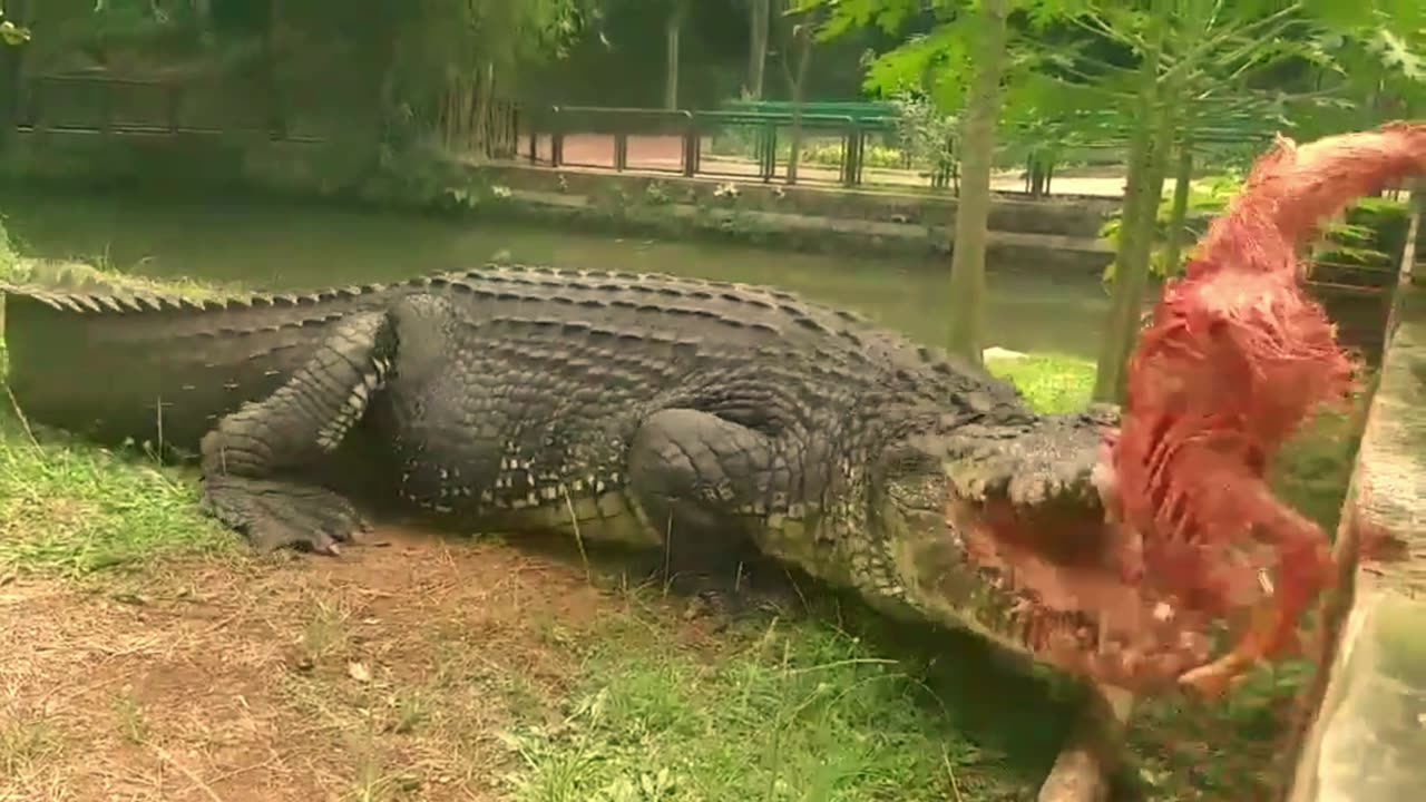 The Oldest Crocodile in the World