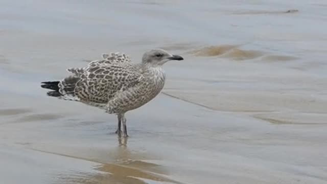 The most beautiful bird plays on the beach