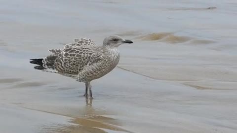 The most beautiful bird plays on the beach