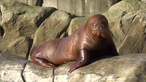 Walrus Zoo Splash Spray Hamburg Thick Hagenbeck