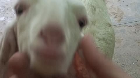 Beautiful goat baby