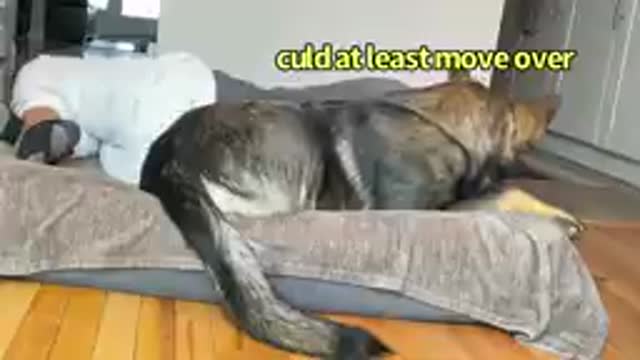 Funny human stealing dog bed