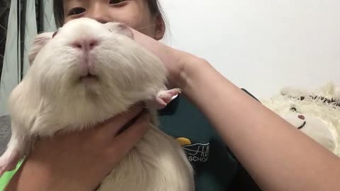 Guinea pig Hates Being Petted