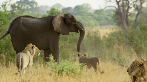 Lion vs elephant Fight