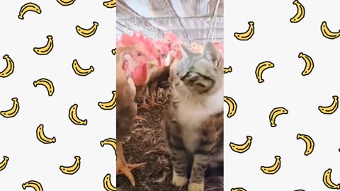 Top Funny and Cute Cats Moments - Funny Cute Cat Short Video Compilation