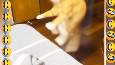 Best cat jumping on bed.. 😱😱😱🤣🤣plz watch🤣😱don't forget plz like cmmnt follow💗🙂