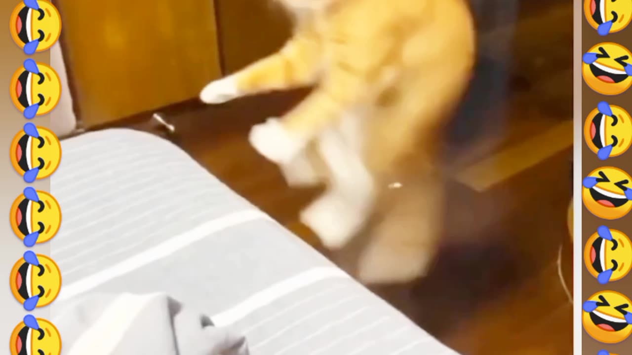 Best cat jumping on bed.. 😱😱😱🤣🤣plz watch🤣😱don't forget plz like cmmnt follow💗🙂