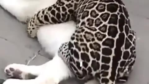 Funny videos part 3
