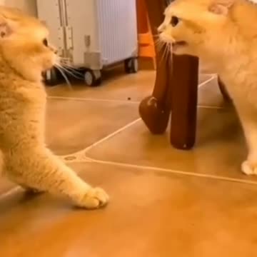 Angry Cat Arguing With Another Cat (Funny Animals #337)